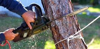 How Our Tree Care Process Works  in  Dalton, PA