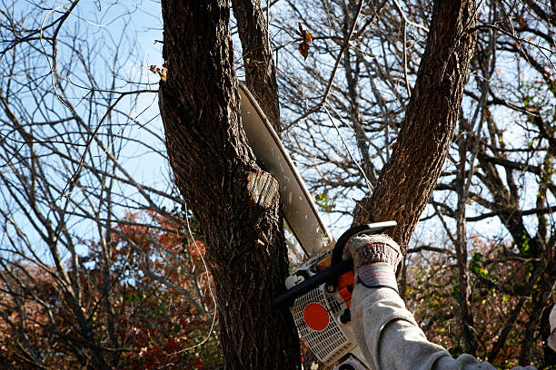 Trusted Dalton, PA Tree Removal Services Experts